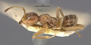 Media type: image;   Entomology 21331 Aspect: habitus lateral view